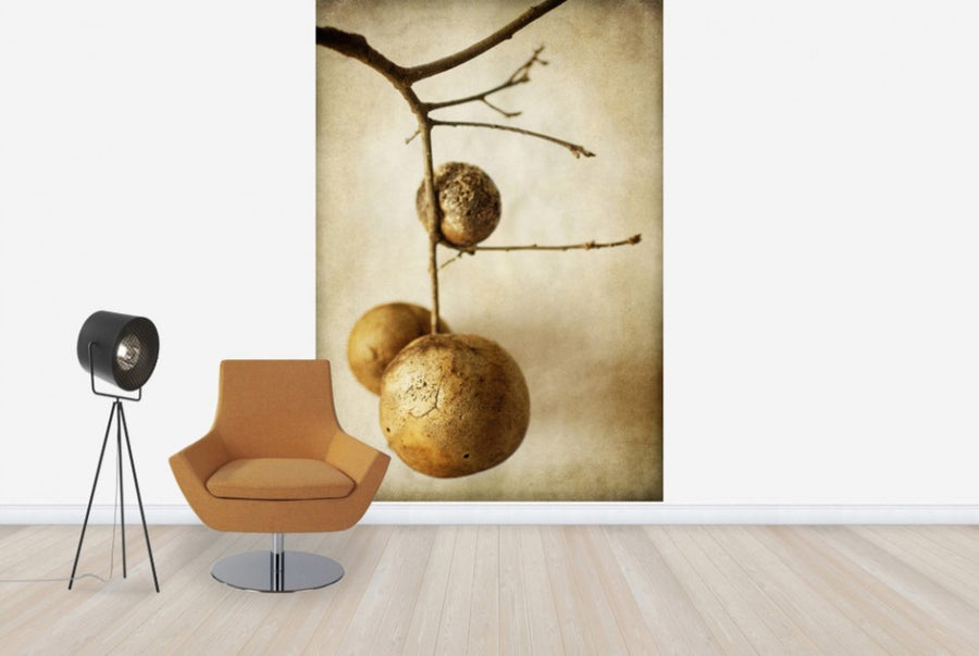 PHOTOWALL / Vintage Oak Pods (e29785)