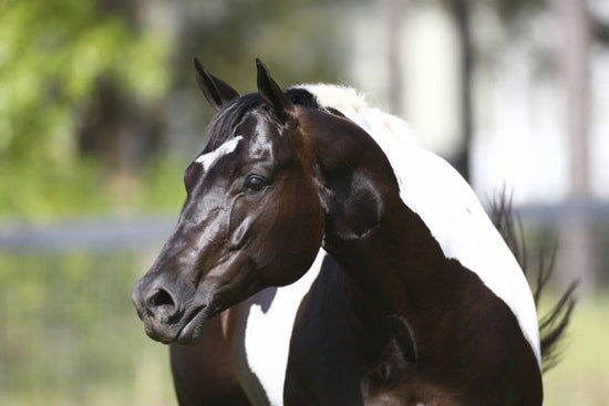 PHOTOWALL / White and Brown Horse (e29824)