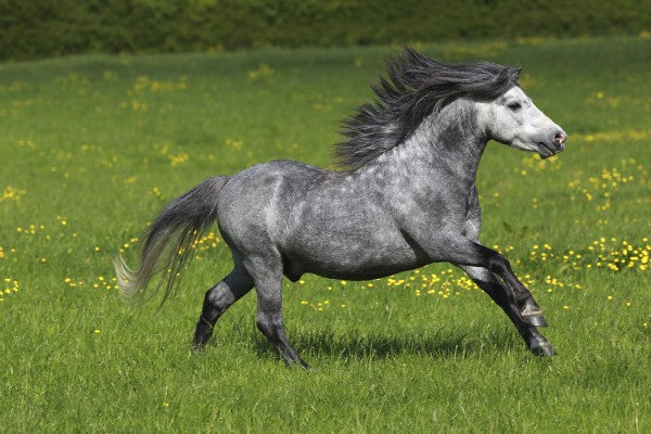 PHOTOWALL / Horse on Green and Yellow Meadow I (e29826)