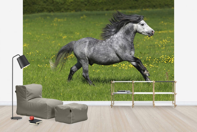 PHOTOWALL / Horse on Green and Yellow Meadow I (e29826)