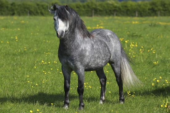 PHOTOWALL / Horse on Green and Yellow Meadow II (e29827)