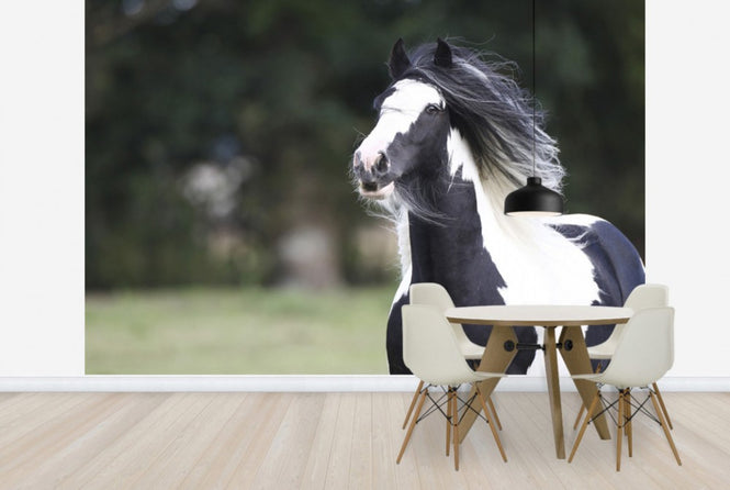 PHOTOWALL / Irish Cob (e29830)