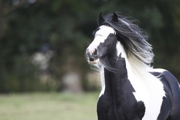 PHOTOWALL / Irish Cob (e29830)