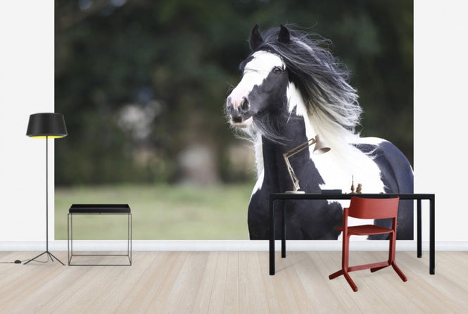 PHOTOWALL / Irish Cob (e29830)