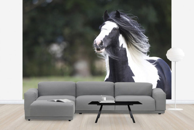 PHOTOWALL / Irish Cob (e29830)