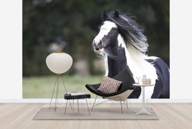PHOTOWALL / Irish Cob (e29830)