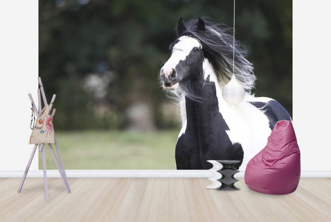 PHOTOWALL / Irish Cob (e29830)