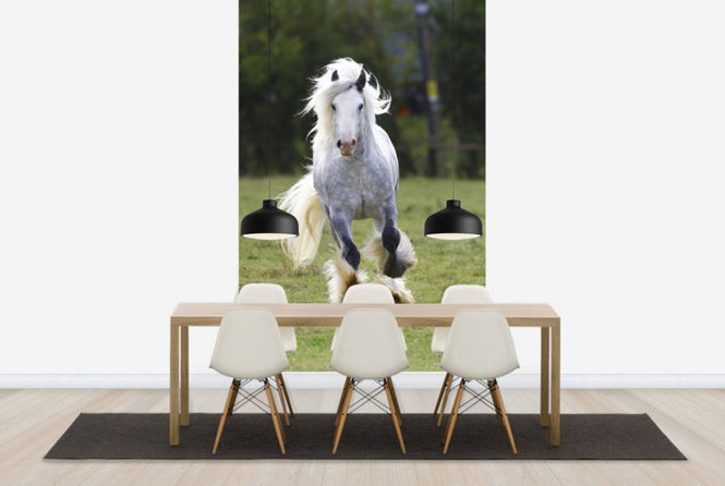 PHOTOWALL / White Irish Cob (e29831)