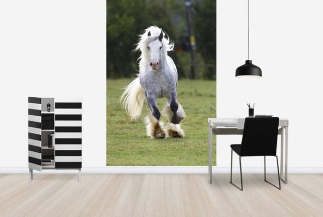 PHOTOWALL / White Irish Cob (e29831)