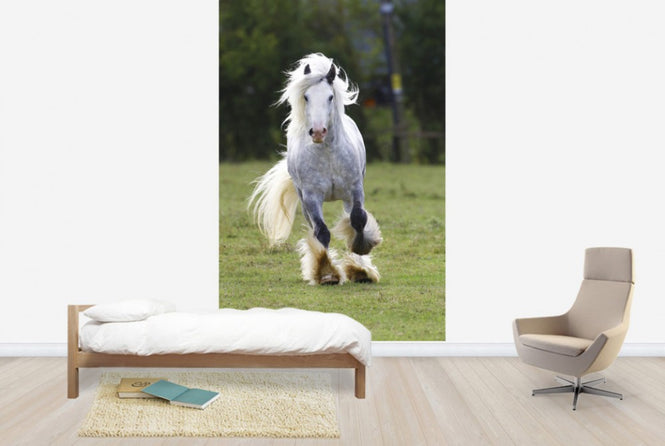 PHOTOWALL / White Irish Cob (e29831)