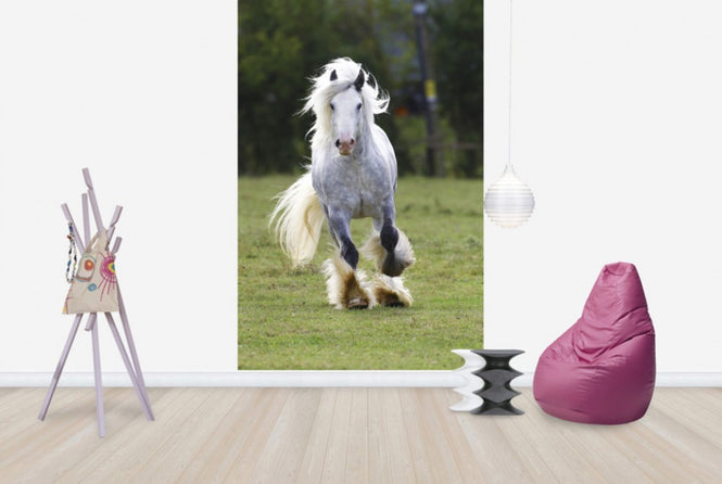 PHOTOWALL / White Irish Cob (e29831)