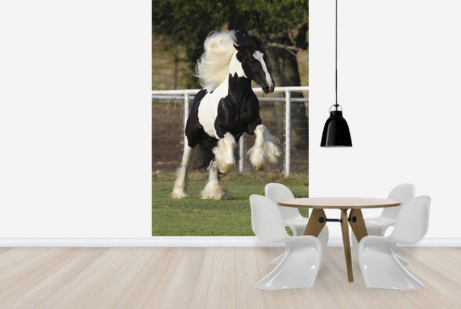 PHOTOWALL / Irish Cob on the Jump (e29834)