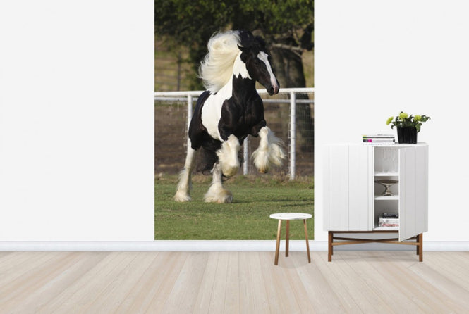 PHOTOWALL / Irish Cob on the Jump (e29834)