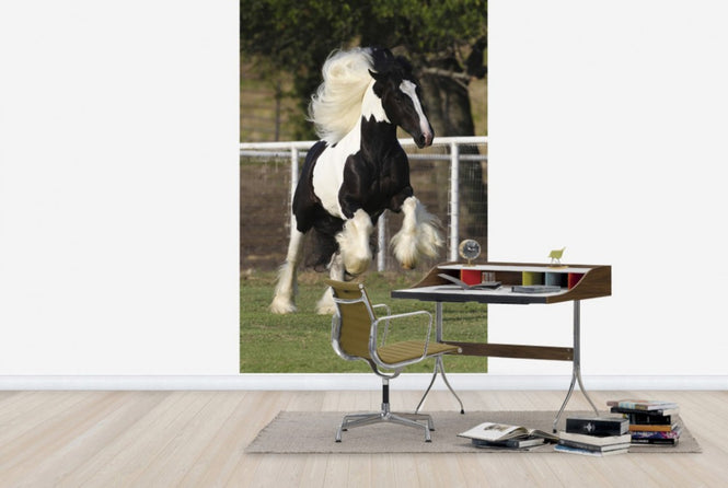 PHOTOWALL / Irish Cob on the Jump (e29834)