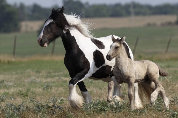 PHOTOWALL / Irish Cob with Foal (e29837)