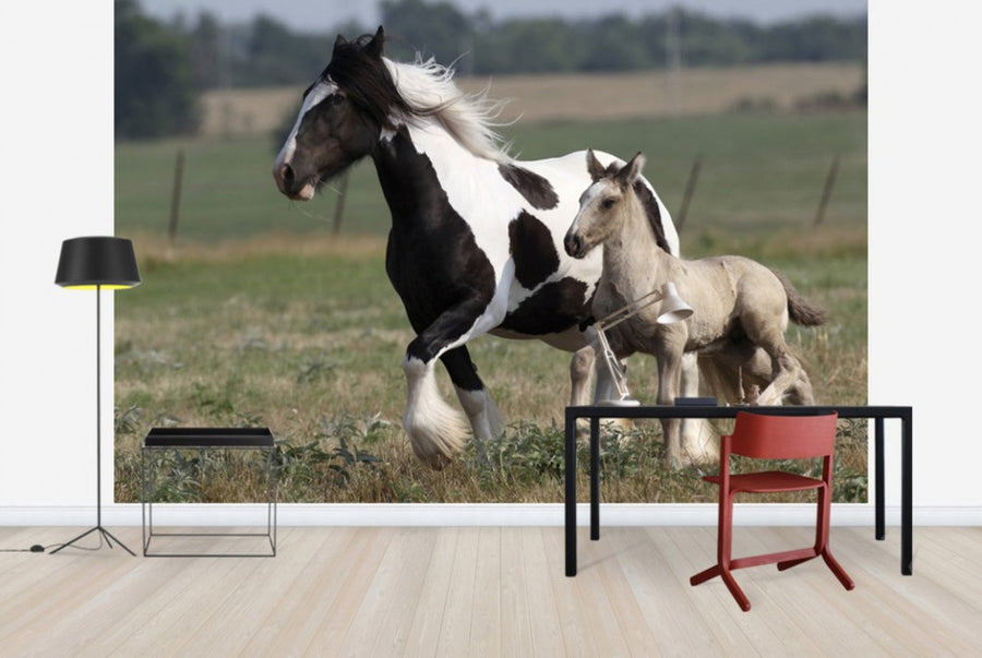 PHOTOWALL / Irish Cob with Foal (e29837)