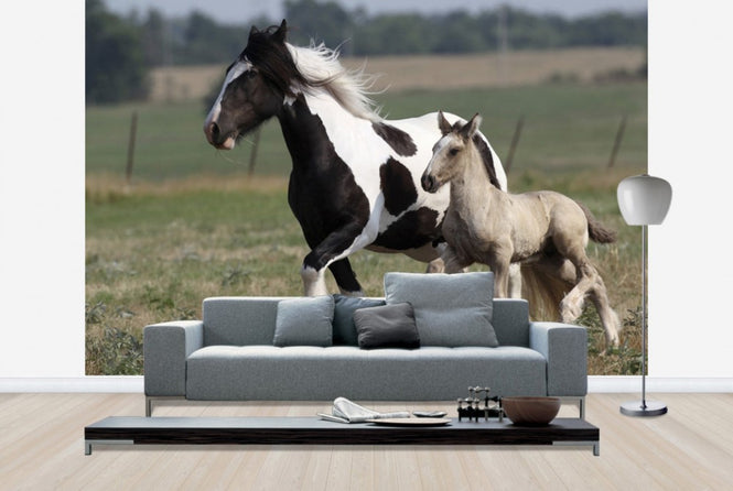 PHOTOWALL / Irish Cob with Foal (e29837)
