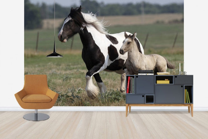 PHOTOWALL / Irish Cob with Foal (e29837)