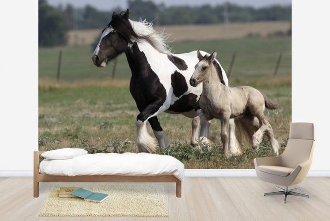 PHOTOWALL / Irish Cob with Foal (e29837)
