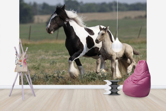 PHOTOWALL / Irish Cob with Foal (e29837)