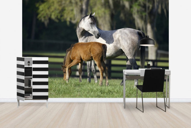 PHOTOWALL / Hennessy Arabian with Foal (e29840)