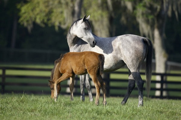 PHOTOWALL / Hennessy Arabian with Foal (e29840)