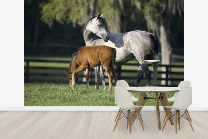 PHOTOWALL / Hennessy Arabian with Foal (e29840)
