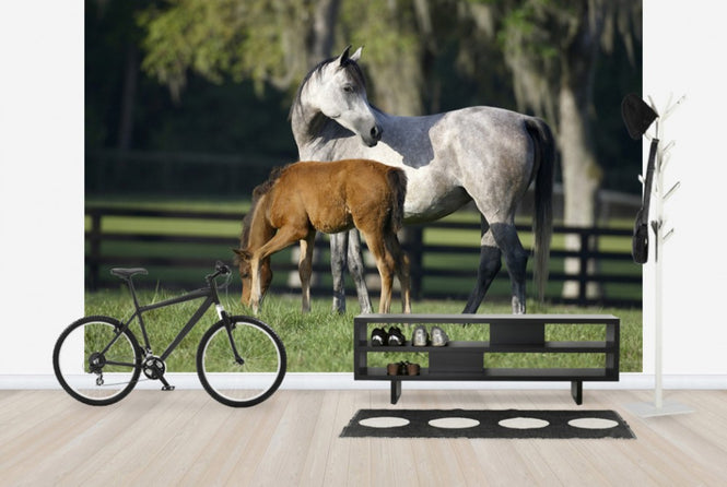 PHOTOWALL / Hennessy Arabian with Foal (e29840)