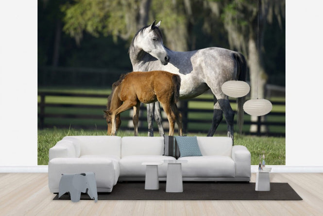 PHOTOWALL / Hennessy Arabian with Foal (e29840)