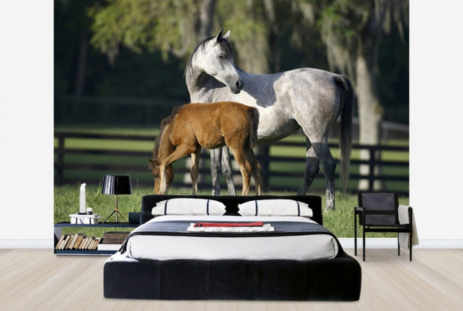 PHOTOWALL / Hennessy Arabian with Foal (e29840)