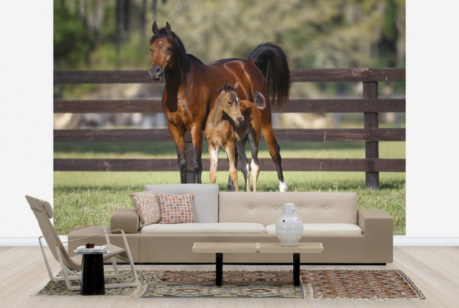 PHOTOWALL / Chestnut Hennessy Arabian with Foal (e29841)
