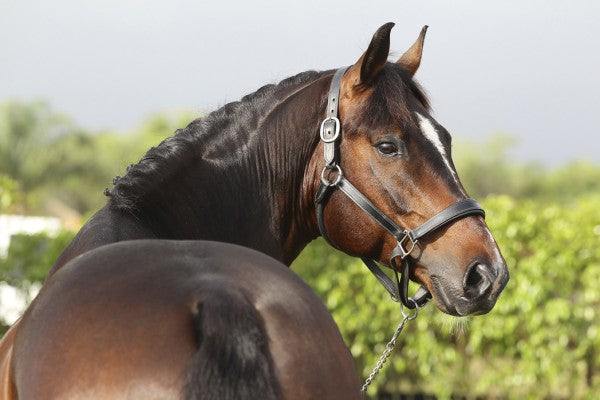 PHOTOWALL / Brown Oldenburg Horse (e29847)