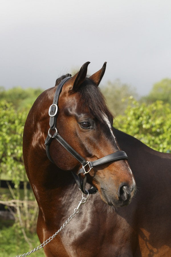 PHOTOWALL / Oldenburg Horse (e29848)