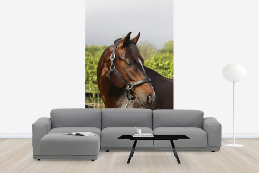 PHOTOWALL / Oldenburg Horse (e29848)