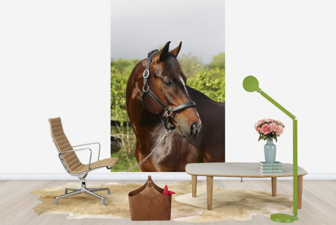 PHOTOWALL / Oldenburg Horse (e29848)