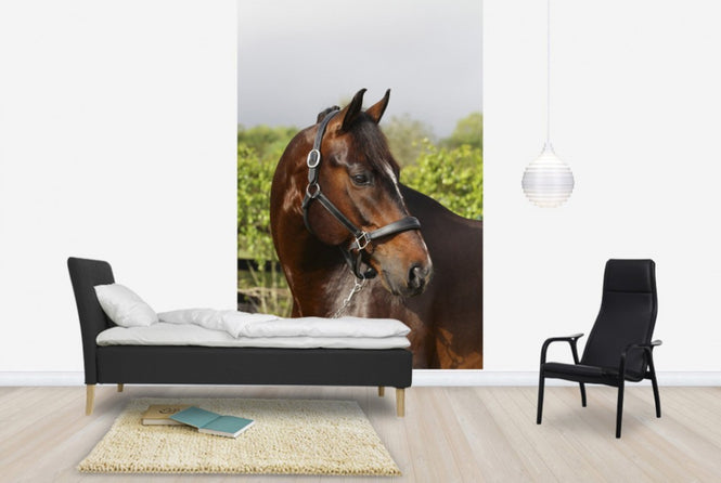 PHOTOWALL / Oldenburg Horse (e29848)