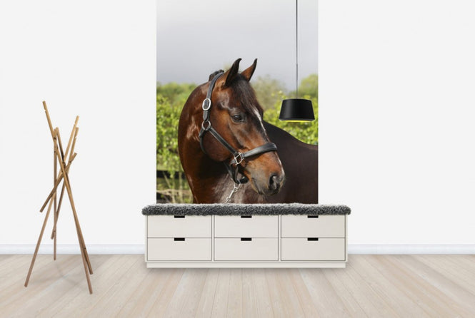PHOTOWALL / Oldenburg Horse (e29848)