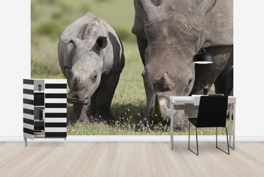 PHOTOWALL / South African White Rhinoceros (e29850)