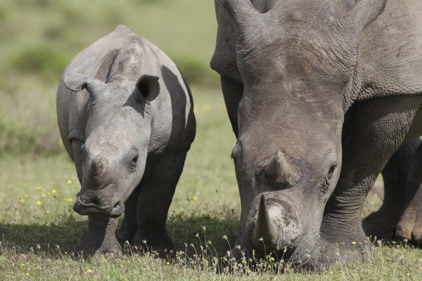 PHOTOWALL / South African White Rhinoceros (e29850)