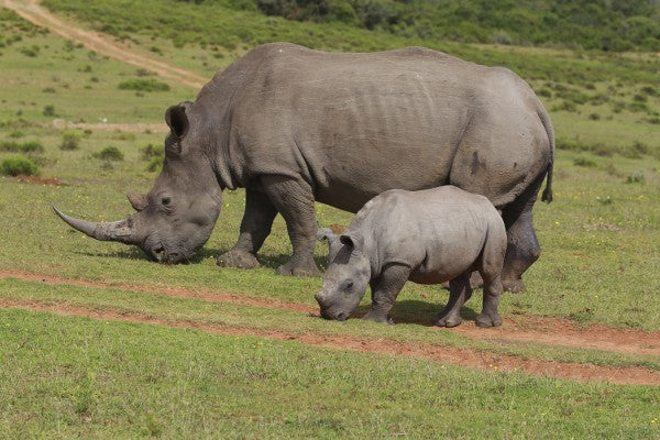 PHOTOWALL / Grazing White Rhinoceros (e29851)