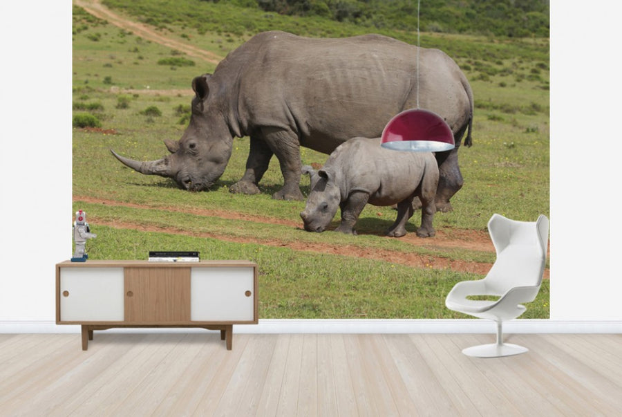 PHOTOWALL / Grazing White Rhinoceros (e29851)