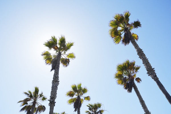 PHOTOWALL / Palm Ave (e29821)