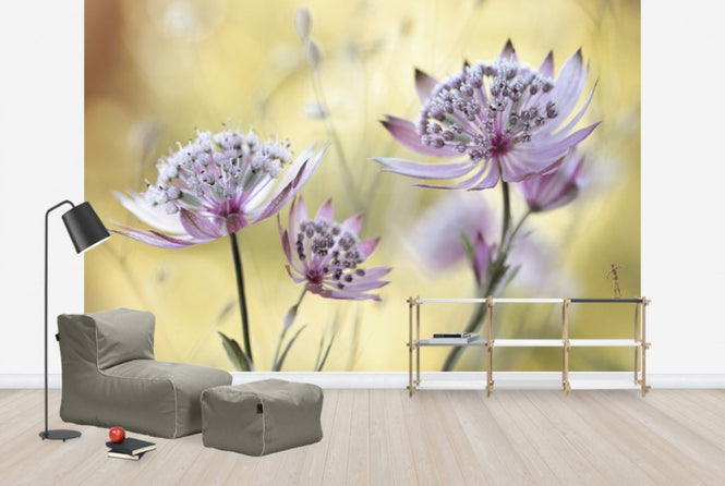 PHOTOWALL / Astrantia (e29899)