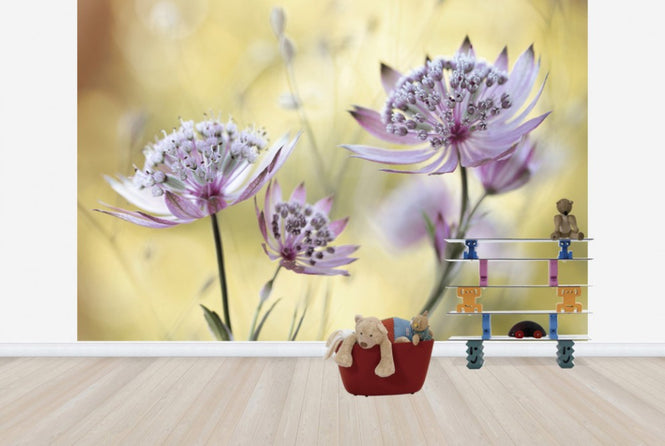 PHOTOWALL / Astrantia (e29899)