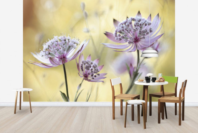 PHOTOWALL / Astrantia (e29899)