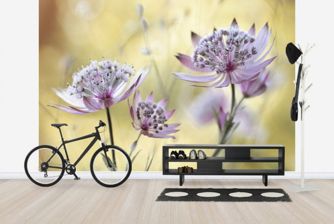 PHOTOWALL / Astrantia (e29899)