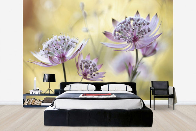 PHOTOWALL / Astrantia (e29899)
