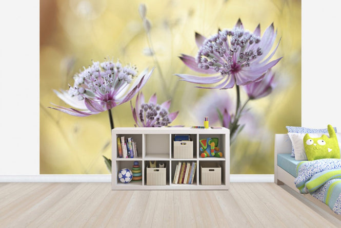 PHOTOWALL / Astrantia (e29899)