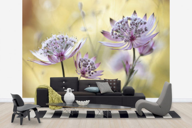 PHOTOWALL / Astrantia (e29899)