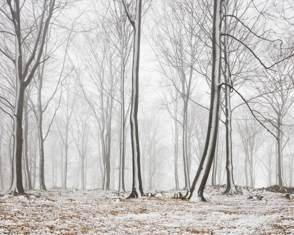 PHOTOWALL / Bare Stems in Winter (e29954)